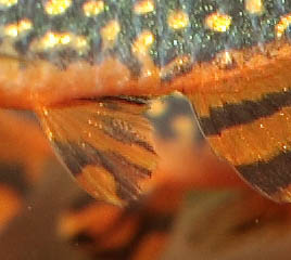 Danio margaritatus