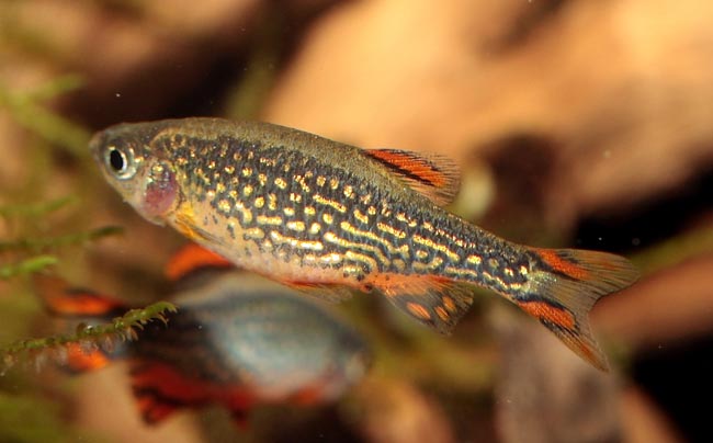 Danio margaritatus