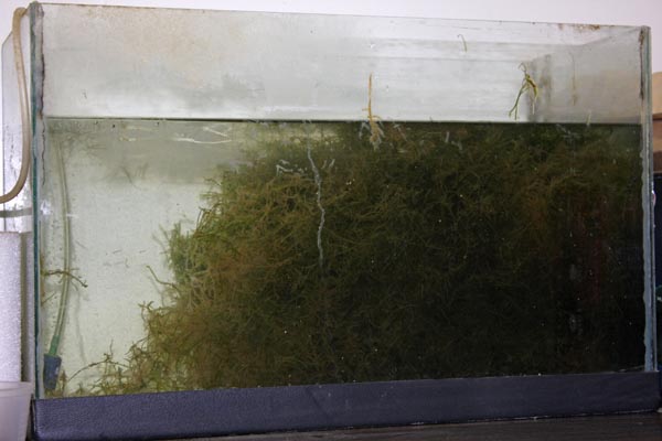 Danio margaritatus