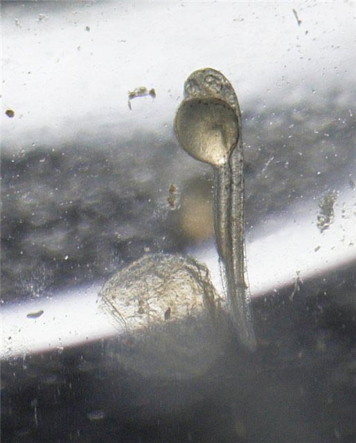Danio margaritatus