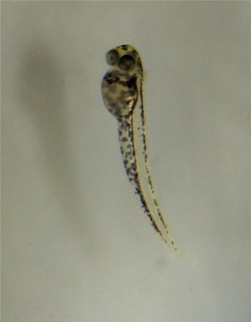 Danio margaritatus