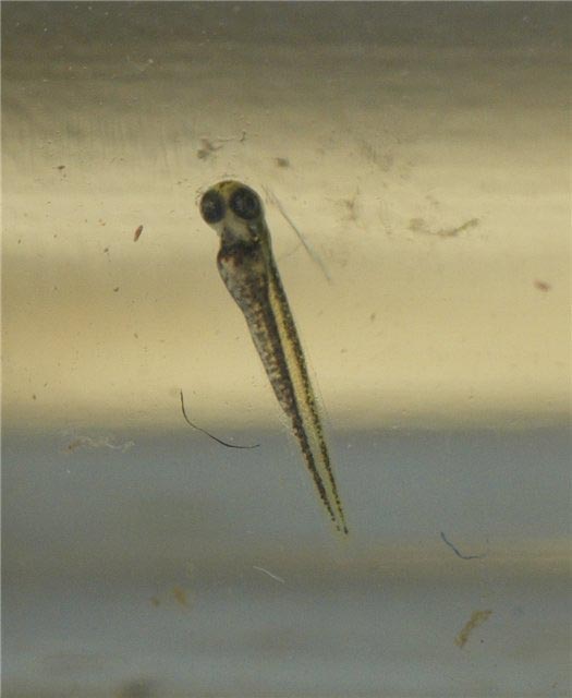 Danio margaritatus