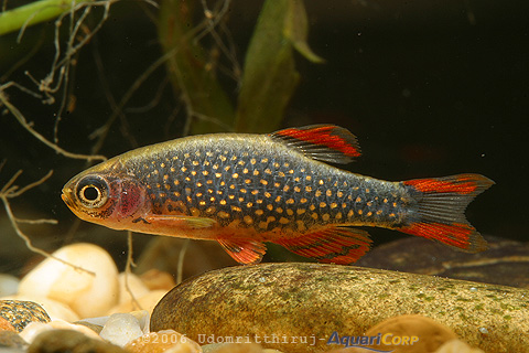 Danio margaritatus