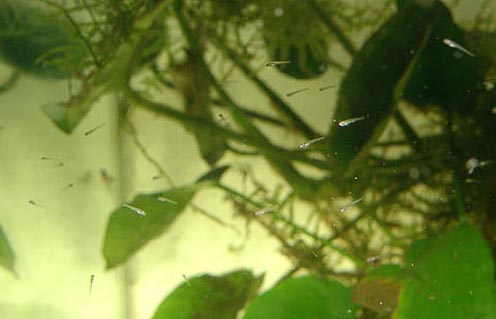 Danio margaritatus