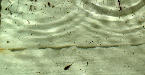 Danio margaritatus