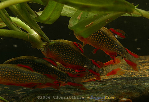 Danio margaritatus