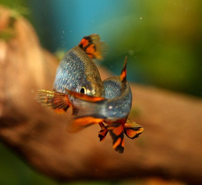 Danio margaritatus