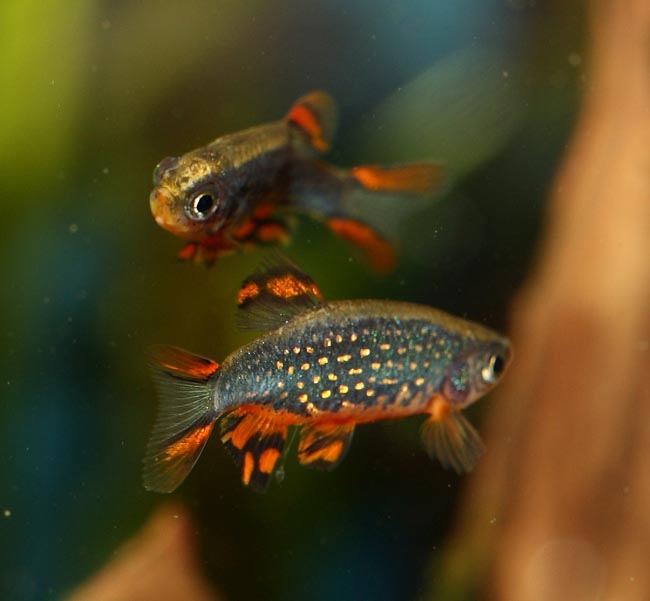 Danio margaritatus