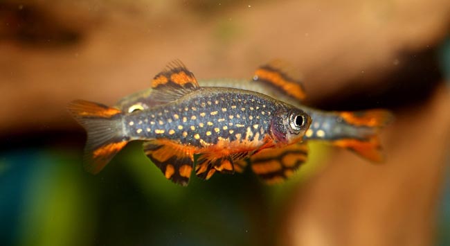 Danio margaritatus