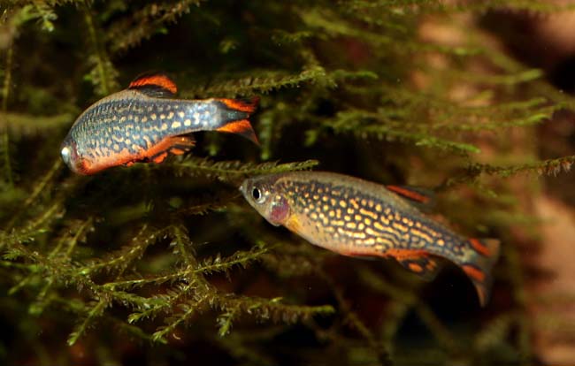 Danio margaritatus