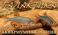 Danio margaritatus