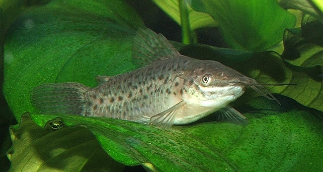 Dianema longibarbis