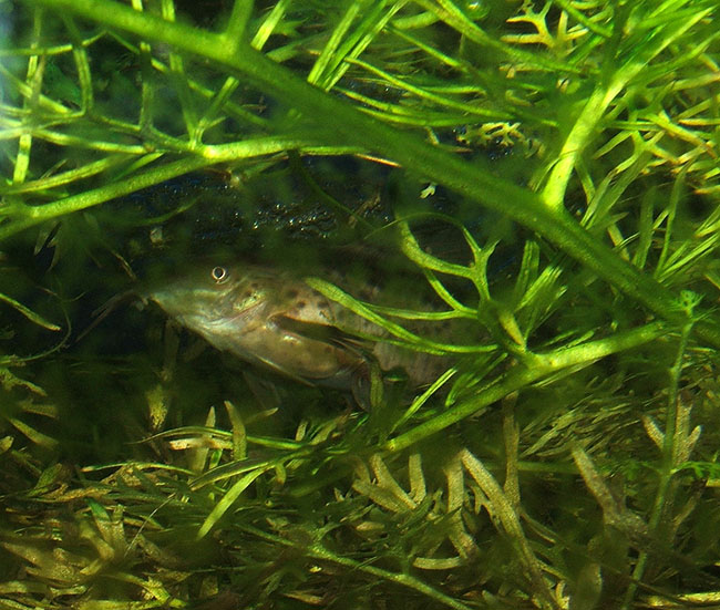 Dianema longibarbis