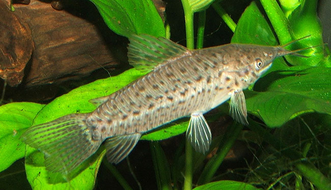 Dianema longibarbis