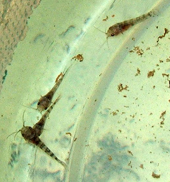 Dianema longibarbis