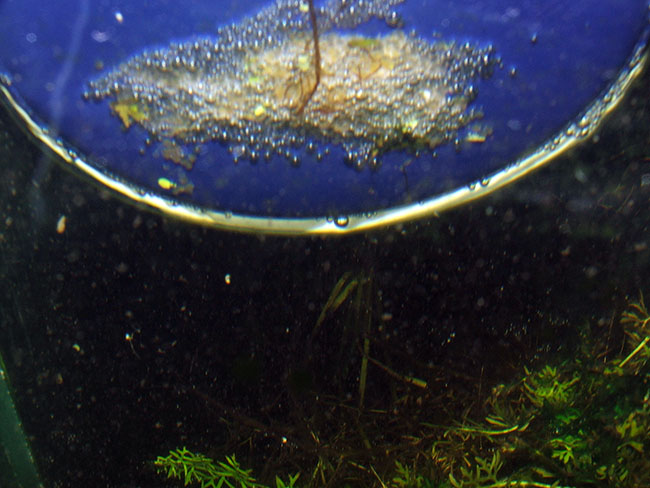 Dianema longibarbis