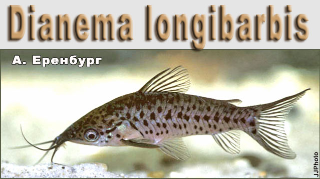 Dianema longibarbis