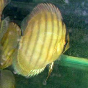 www.israquarium.co.il
