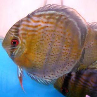 www.israquarium.co.il