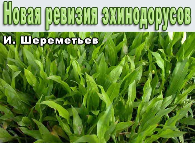 Echinodorus revision