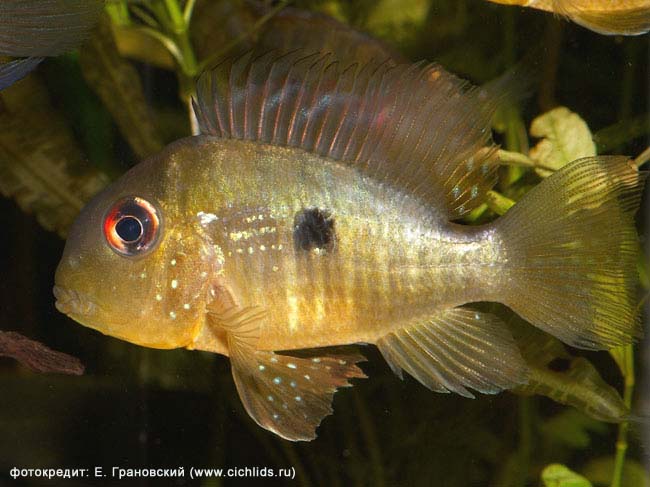 Gymnogeophagus balzanii