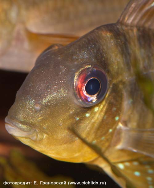 Gymnogeophagus balzanii