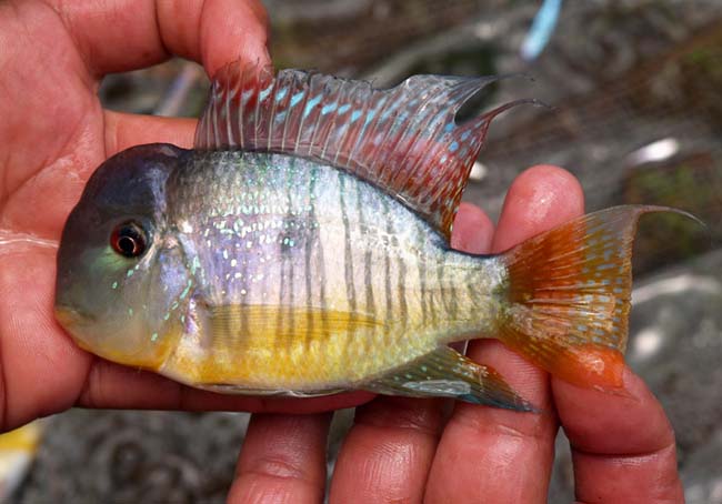 Gymnogeophagus balzanii