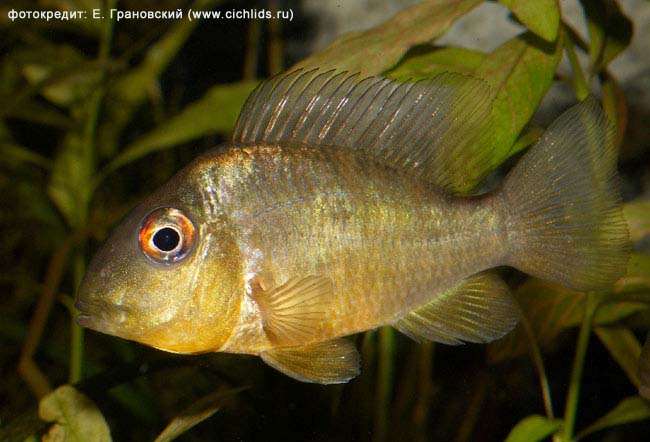 Gymnogeophagus balzanii