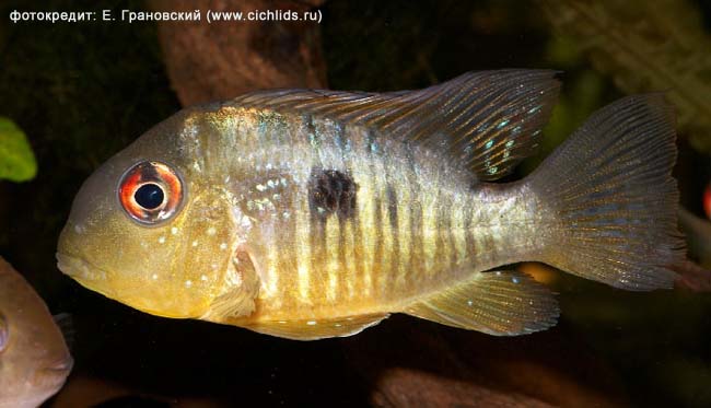 Gymnogeophagus balzanii