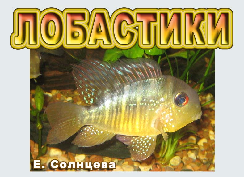 Gymnogeophagus balzanii