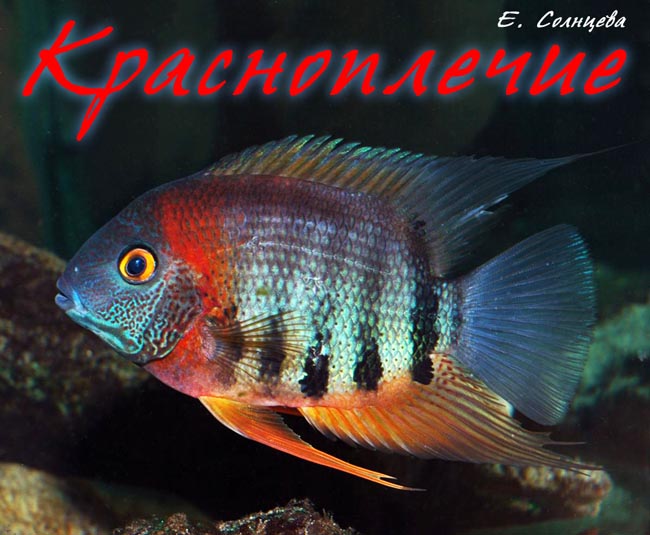 Heros efasciatus sp. Rotkeil