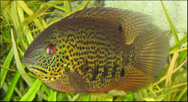 www.israquarium.co.il