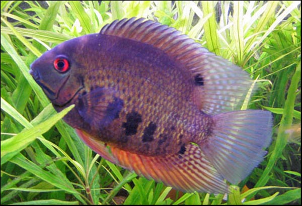 www.israquarium.co.il