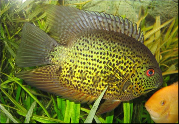 www.israquarium.co.il