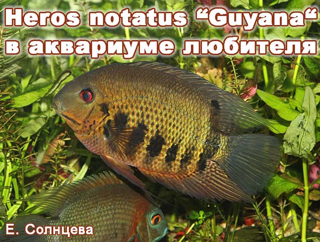 www.israquarium.co.il