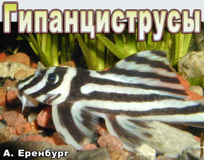 Hypancistrus