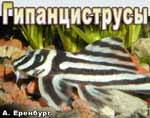 Hypancistrus