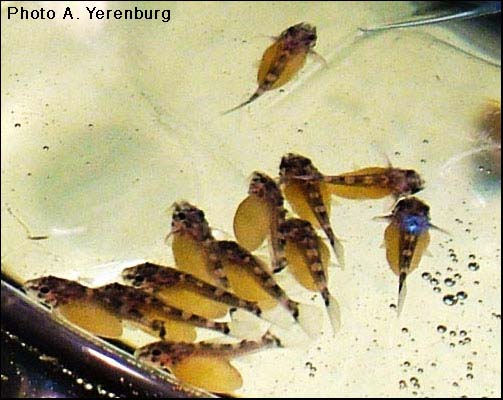 Hypancistrus