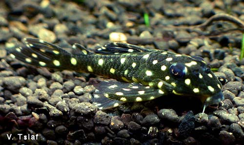 Hypancistrus contradens