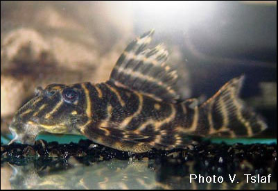 Hypancistrus debilittera