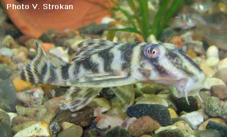 Hypancistrus furunculus