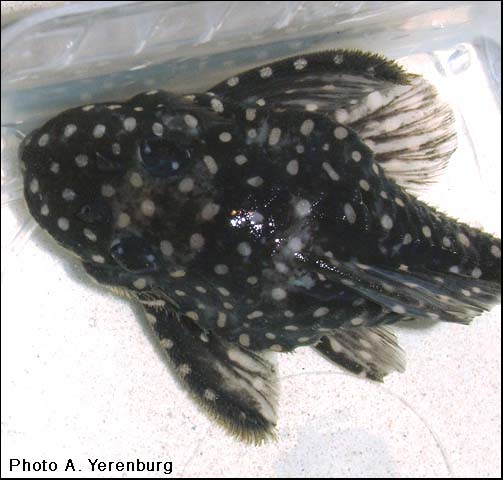 Hypancistrus