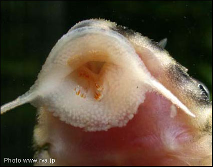 Hypancistrus