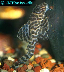 Hypancistrus sp. L066
