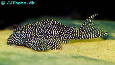 Hypancistrus sp. L260