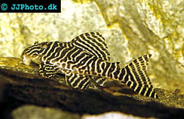 Hypancistrus sp. L333