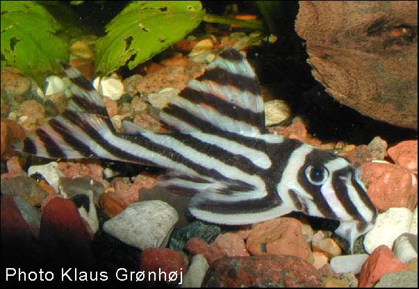 Hypancistrus zebra