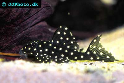 Hypancistrus inspector