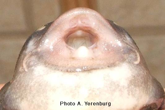 Hypancistrus inspector