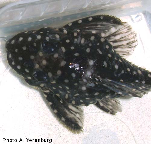 Hypancistrus inspector